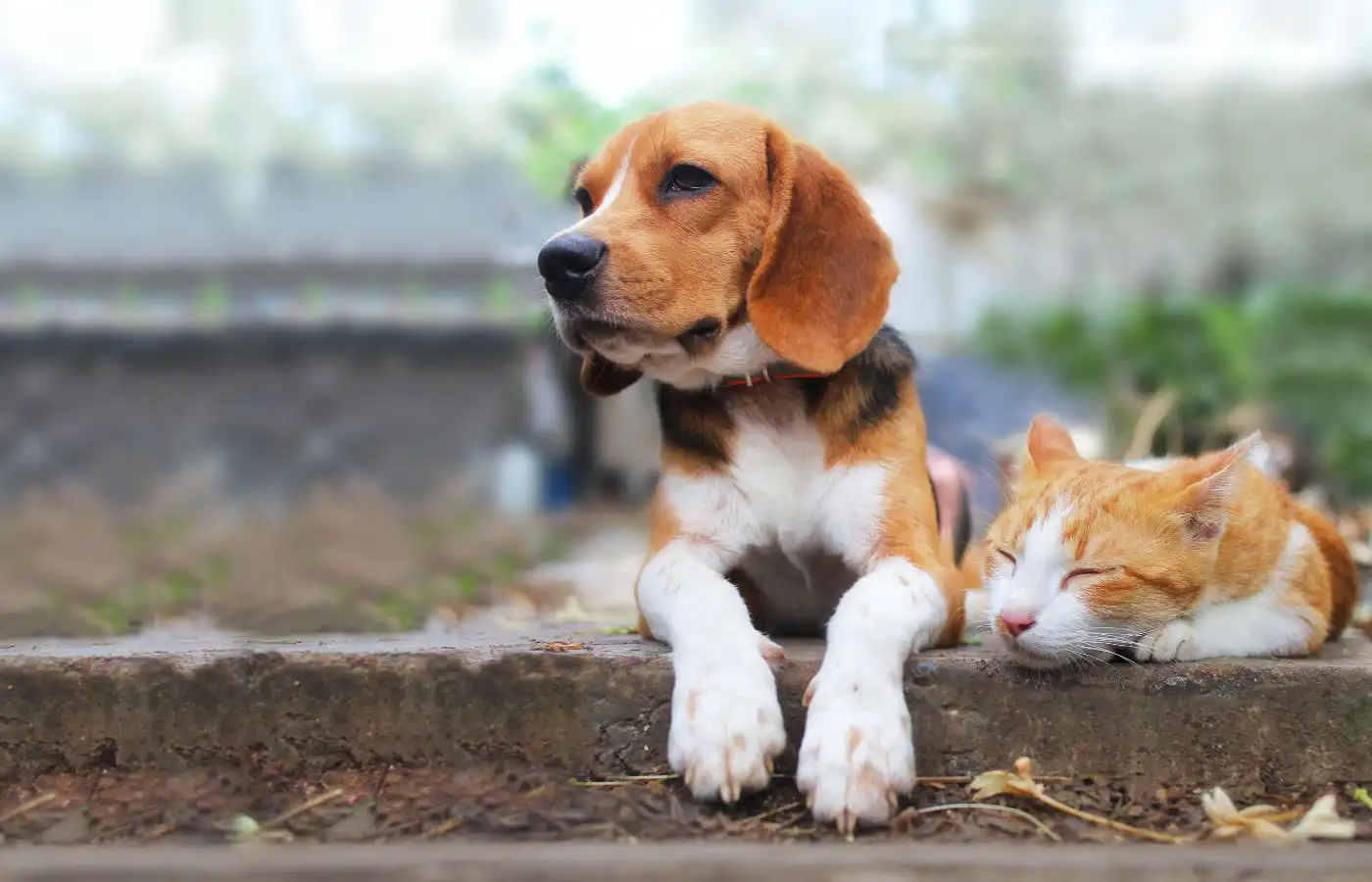 Un chien beagle et un chat roux allongés côte à côte en extérieur, illustrant la cohabitation paisible et le bien-être des animaux de compagnie.