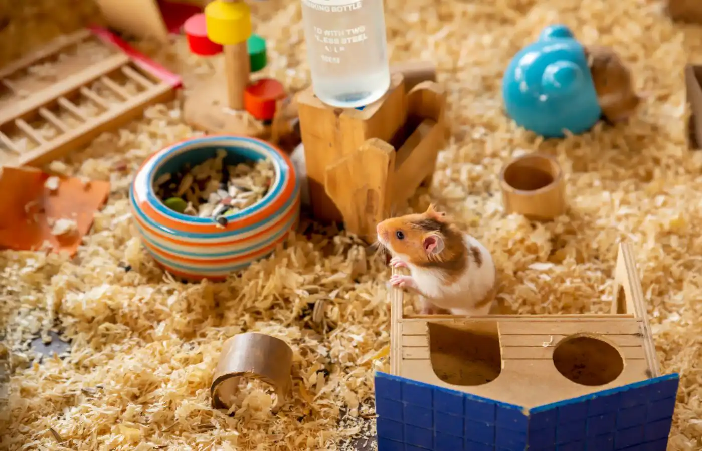 Hamster dans une cage enrichie avec divers jouets, accessoires et cachettes, illustrant un habitat adapté pour le bien-être des rongeurs.