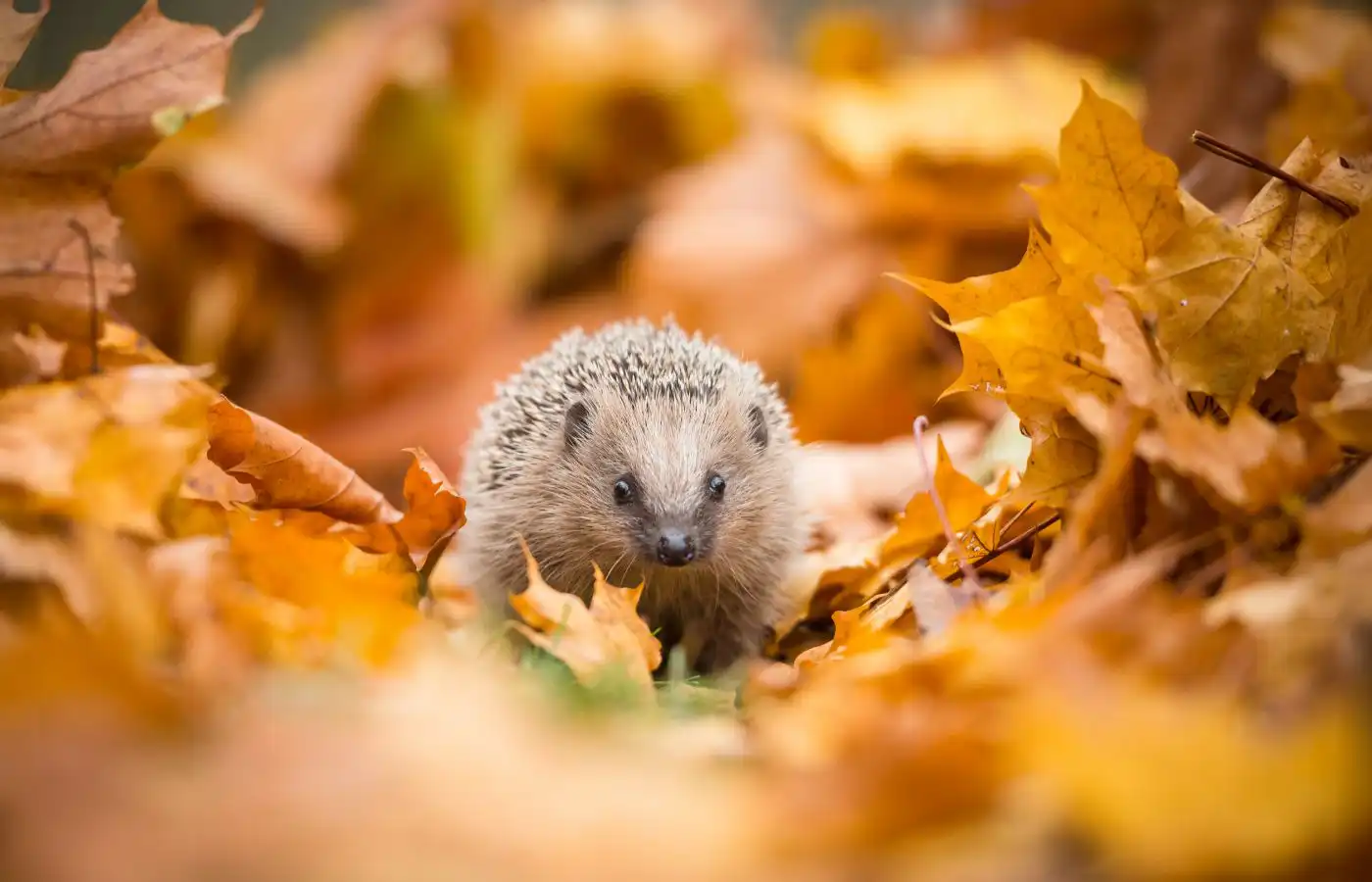 Hérisson parmi les feuilles d'automne dans un jardin, illustrant un environnement naturel et accueillant pour la faune sauvage.