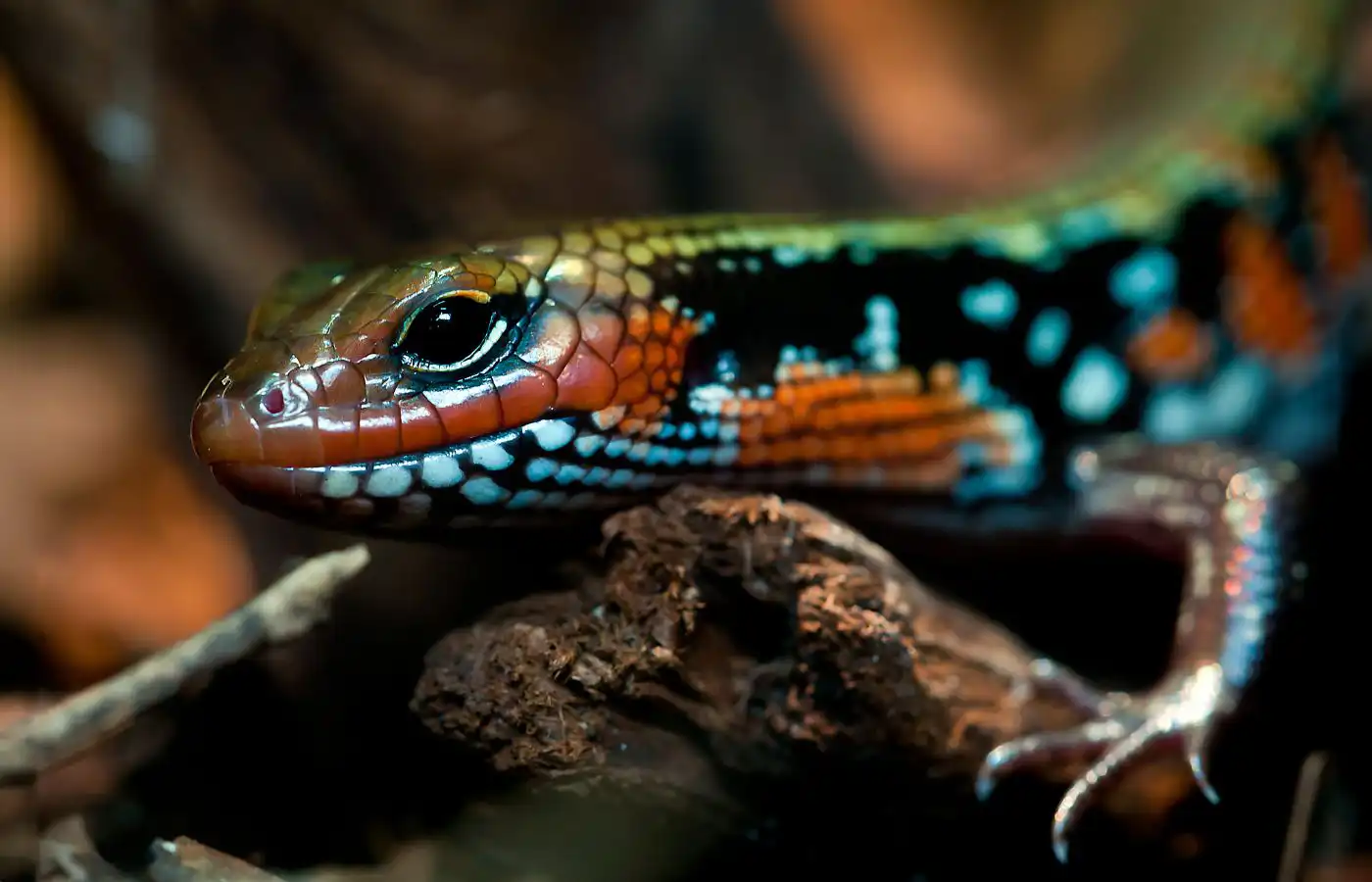 Gros plan sur un lézard coloré dans un terrarium aménagé, illustrant les besoins spécifiques en habitat pour les reptiles en tant que nouveaux animaux de compagnie.