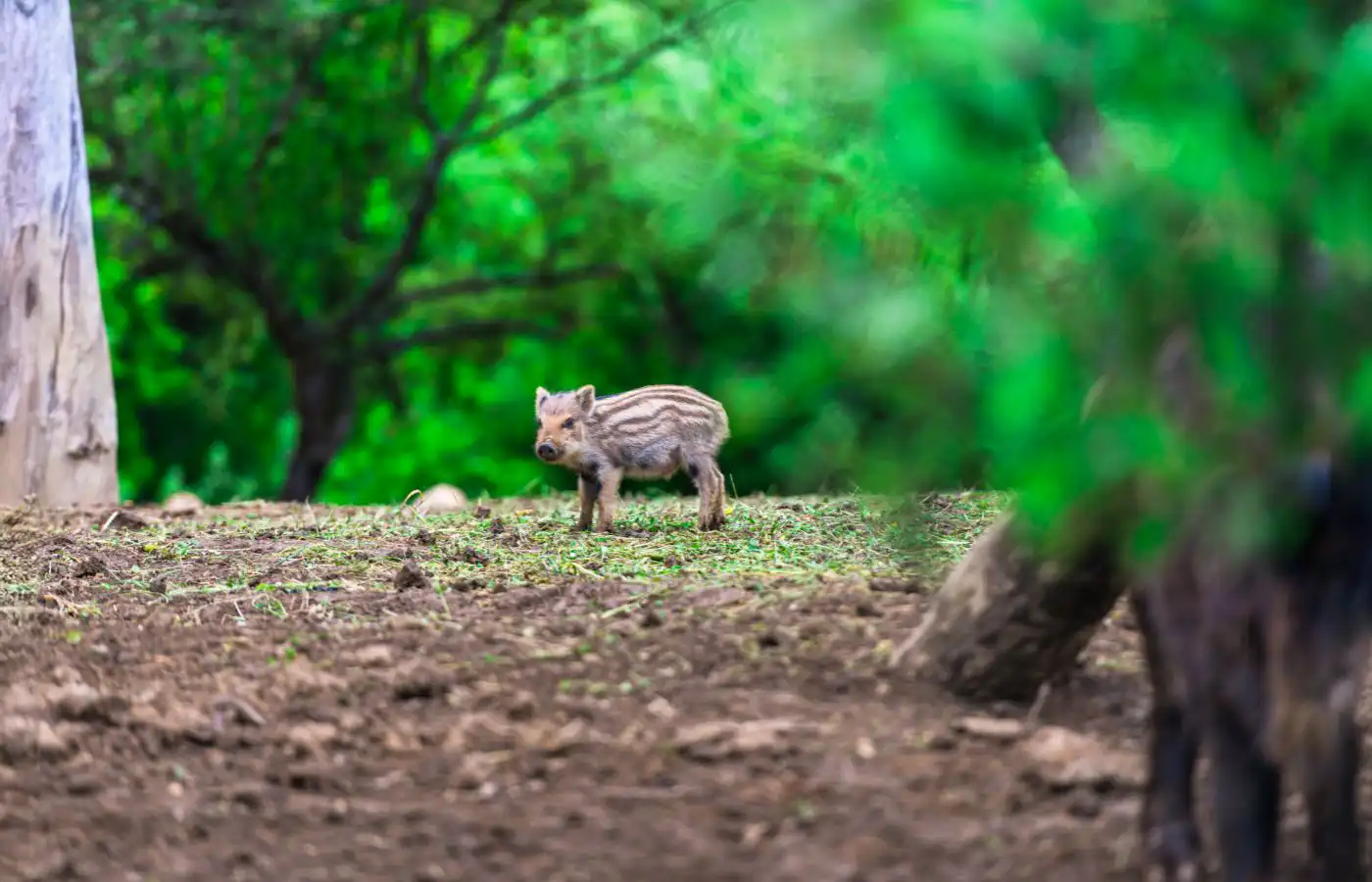 Jeune marcassin seul dans un environnement naturel, illustrant la vulnérabilité des marcassins abandonnés et la question de leur bien-être.